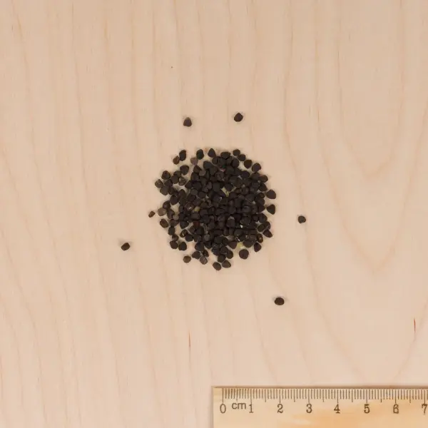 Fleurs - Coquelourde Rose du Ciel - MEDIA_3D